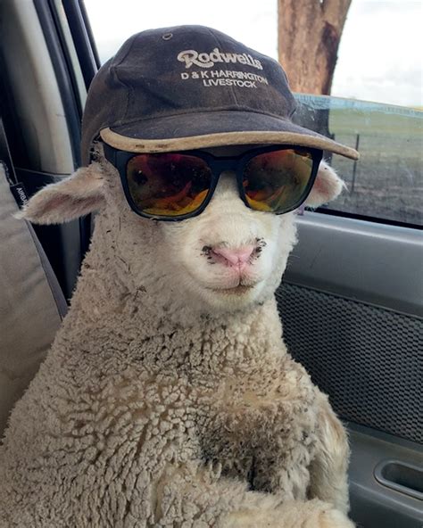 Funny Sheep Ewe Wont Believe How Funny These Sheep Are 😂🐑 By