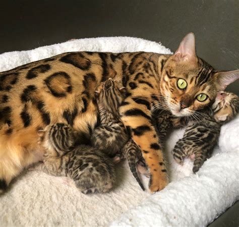 Bengal Kittens For Sale Florida Zawieco Bengals