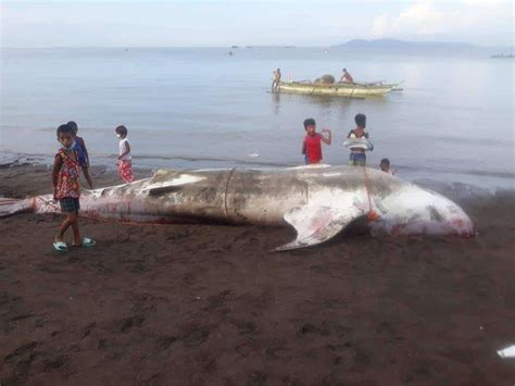 Whale Shark Trapped In Fish Pen Found Dead In Negros Town