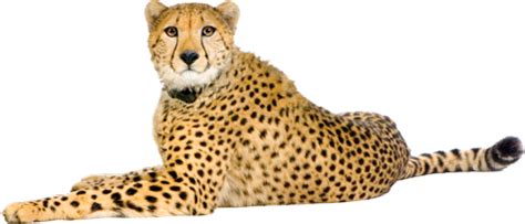 Cheetah PNG Transparent Cheetah.PNG Images. | PlusPNG
