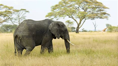 Papel De Parede Para Celular Elefante Da Savana Elefantes Rio