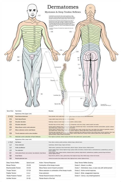 chiropractic charts diagrams including dermatome char
