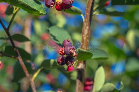 Sweet Purple Shadberry Berries Are Spiced On A Bush In The Forest Or In