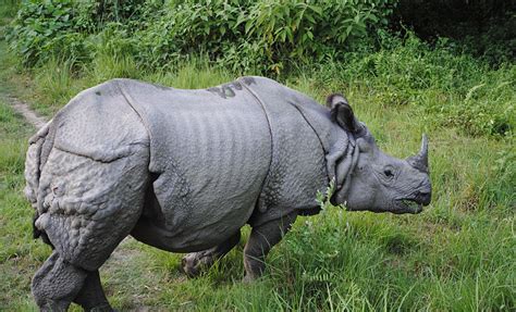 Second Largest Population Of One Horned Rhino Is Found In Nepal