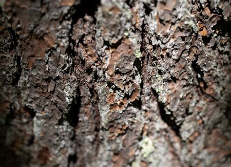Tree Bark Texture Free Stock Photo - NegativeSpace