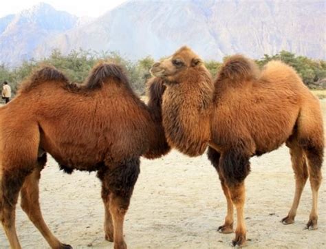11 Interesting Facts About Leh Ladakh - OhFact!