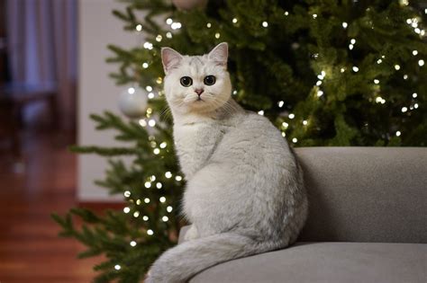 Our team, here at university pet clinic welcomes you. The Holidays and the Potential Pet Hazards | Cat Hospital ...