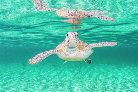 Green Sea Turtle Near The Surface In Shallow Water Bahamas Photograph