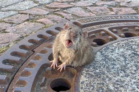 Rats Are Taking Over New York City The New Yorkian