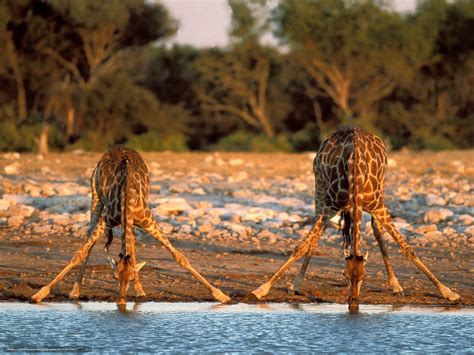 Download Wallpaper жирафы Africa водопой Free Desktop Wallpaper In
