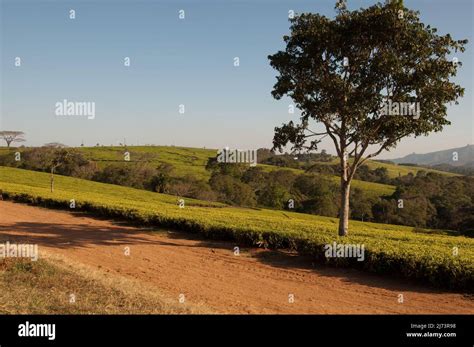 Tea Plantations Thyolo District Malawi Africa Stock Photo Alamy