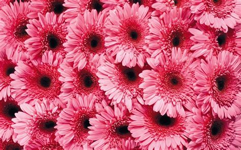 Gerber Daisy Wallpapers On Wallpaperdog