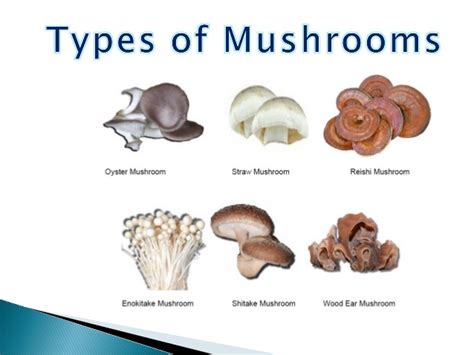 Mushrooms That Get You High All Mushroom Info