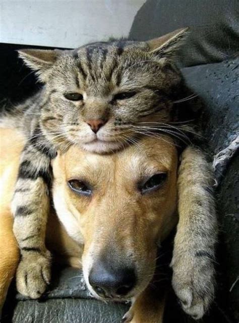21 Cats Who Use Dogs As Pillows Bored Panda
