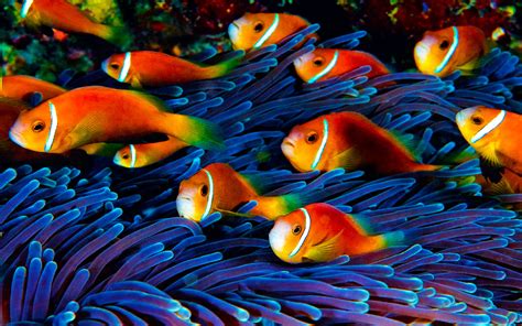 How do you get a live wallpaper on ipad. Fish Wallpaper Hd Underwater World : Wallpapers13.com