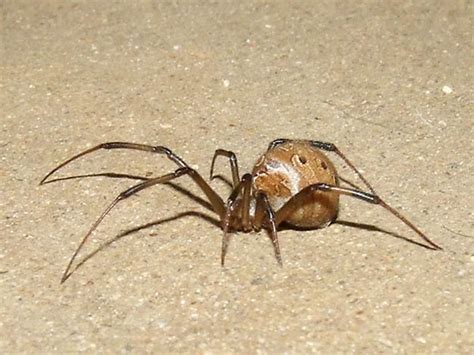 Venomous And Deadly Spiders That Should Be Avoided Survival Life