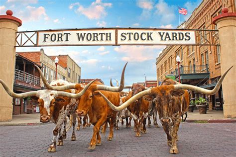 The Herd Daily Longhorn Cattle Drives In Fort Worth Texas
