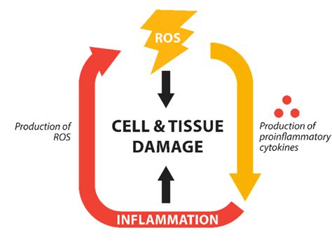 Impact Of Oxidative Stress Benison Media