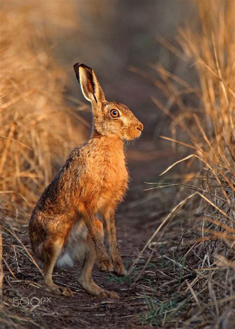 Brown Hare At Sunrise Rabbit Photos Animal Planet Animal Photography