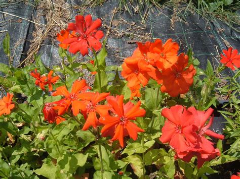 Există câteva dintre notațiile sale. Seminte si plante de gradina hobby: Lychnis