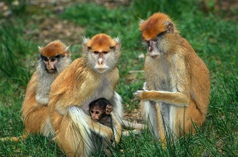 Patas Monkeys New England Primate Conservancy