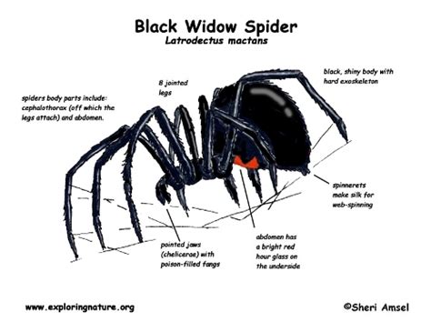 Black widow spiders are easily recognizable. 10 Interesting Black Widows Facts | My Interesting Facts