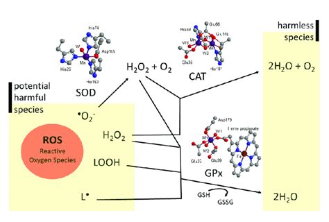 Chemical Transformations Of Some Of The Reactive Oxygen Species ROS