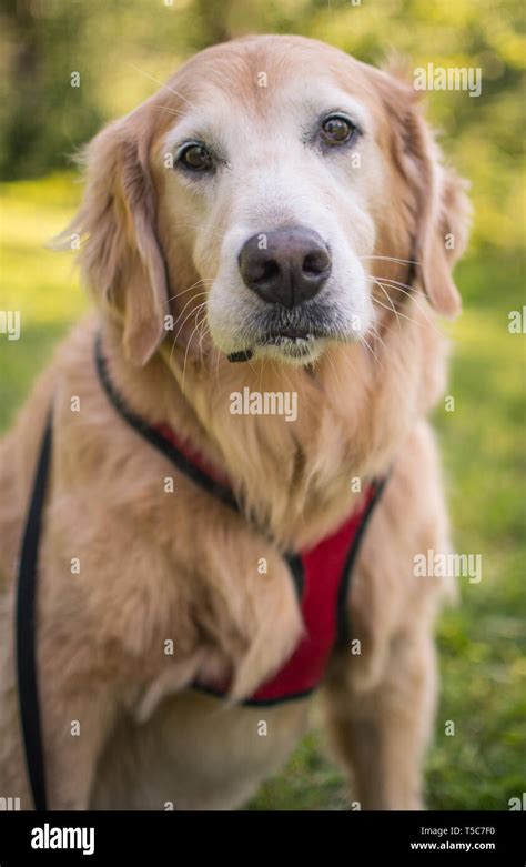 Happy Senior Golden Retriever Dog Stock Photo Alamy