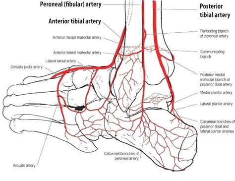 ankle line diagrams - Google Search | Arteries anatomy, Arteries, Lower