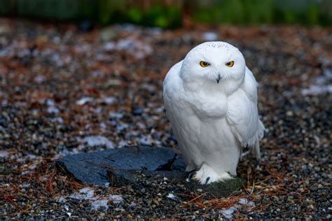 10 Interesting Facts About Snowy Owls Jungle Tracks