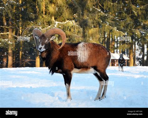 Mouflon In Winter Scenery Germany Stock Photo Alamy