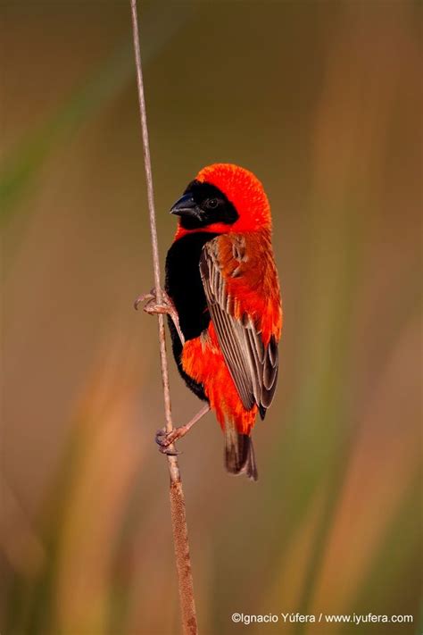Southern Red Bishop Pretty Birds Wild Birds Colorful Birds