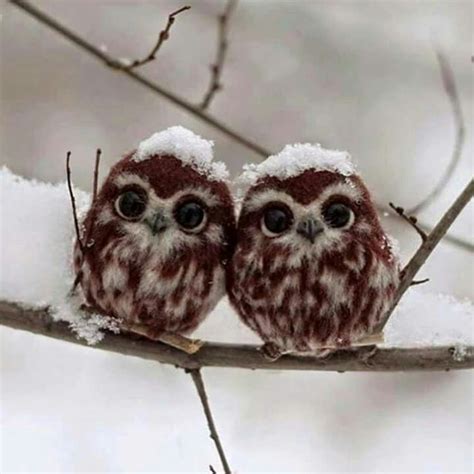 Pin By April Atkinson On So Cute Cute Baby Owl Baby Owls Owl