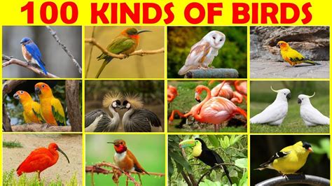 100 Kinds Of Birds Birds Bird Names In English Bird Types Bird