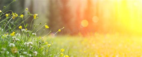 Spring Background Sunny Meadow Blurred Background With Wildflowers