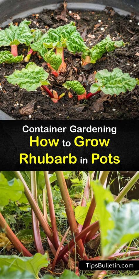Grow Fresh Rhubarb In Pots Container Gardening Guide
