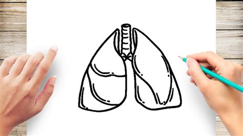 How To Draw Lungs Step By Step Youtube
