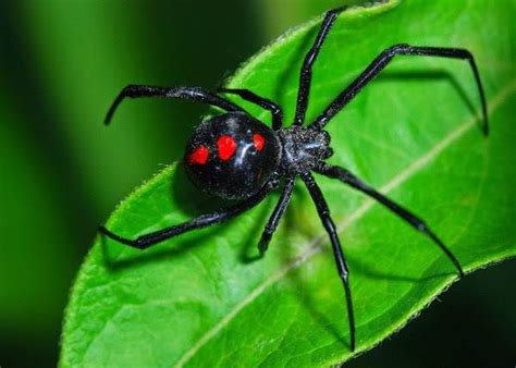 They are considered the most venomous spider in north america. Being bitten by a black widow spider means losing the ...
