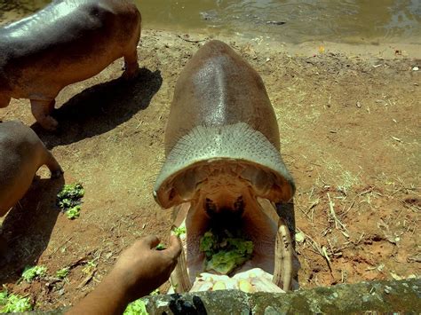 Zoo taiping) is a zoological park located at bukit larut, taiping, perak, malaysia. Penang Food For Thought: Zoo Taiping & Night Safari