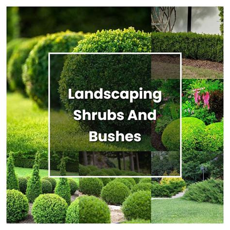 How To Grow Landscaping Shrubs And Bushes Plant Care And Tips