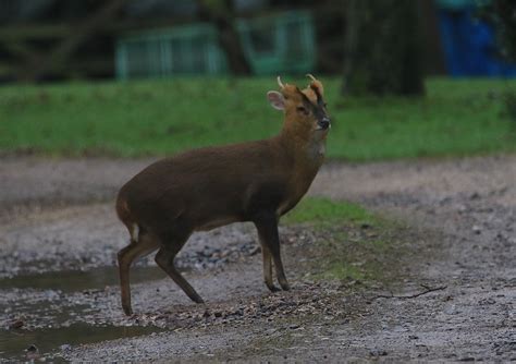 Muntjac Buck Mill Lane One Of Three Muntjac Deer Seen Wh Flickr
