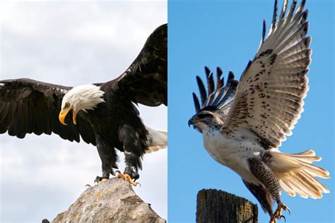 Eagle Vs Hawk Difference Between Eagle And Hawk Explained