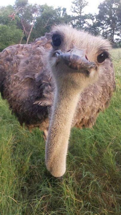 Southern Ostrich Struthio Camelus Australis Southern Africa