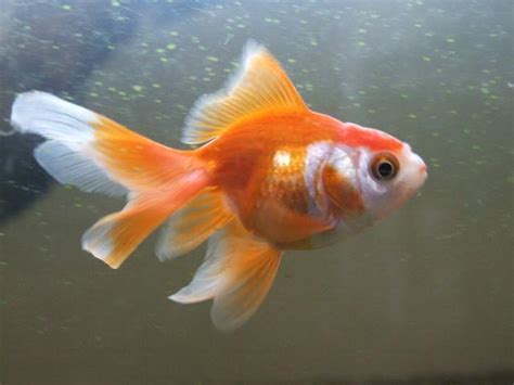 Etwas ist mit meinen goldfischen los.gestern ist ein goldfisch gestorben.jz sehe ich einen meiner goldfische und er ist in fast so einem zustand wie der goldfisch der gestern gestorben ist.er schwimmt und liegt schief,also nicht am rücken und auch nicht am bauch.und er ist fast nur an der oberfläche.er wird wahrscheinlich sterben wie der andere.ich weiß nicht wie ich ihm helfen kann oder. Schleierschwanz Goldfisch - 390873