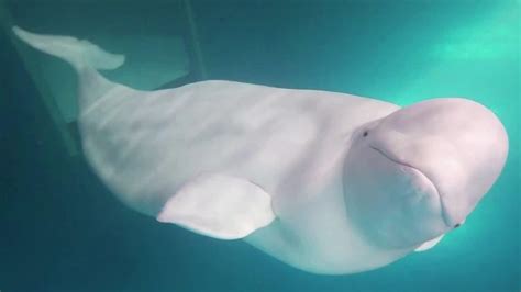 Beluga Whales Ready For Release Into Open Sea Sanctuary