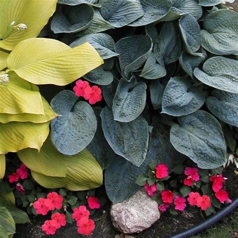 9 Beautiful Companion Plants For Hostas