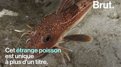 Video Les Grondins Ces Poissons Qui Se Déplacent Sur Leurs Pattes