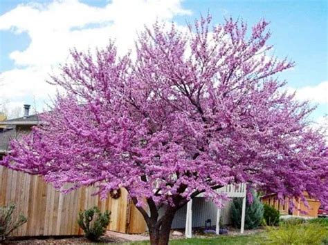 Discover 17 new dwarf trees perfect for small spaces and porches. Best Flowering Dwarf Trees — PlantingTree.com