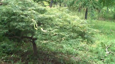 Tree Shrub Sales Provided By Chris Orser Landscaping YouTube