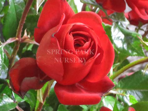 Gallipoli Centenary Rose 90cm Standard Spring Park Nursery